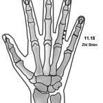 11.15 אצבע הכליות Zhǐ Shèn 指腎