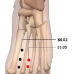 55.03 פרח העצם השני Huā Gū Er 花骨二