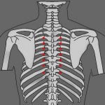 DT.05 שני עוף החול Shuāng fèng 雙鳳