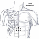 VT.04 שבע שערות הקיבה Wèi Máo Qī 胃毛七