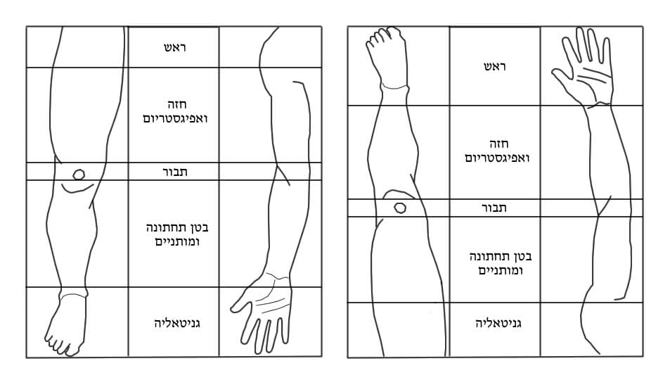 גוף לגפיים – הדמיה הפוכה גוף לגפיים
