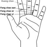 קן הפניקס Fèng Cháo 鳳巢