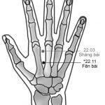 מפריד הלבן Fēn Bái 分白