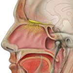 טיפול באיבוד חוש הריח (Anosmia) עם האקופונקטורה של מאסטר דונג