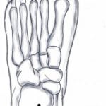 חמישה פרחים Wǔ Huā 五花